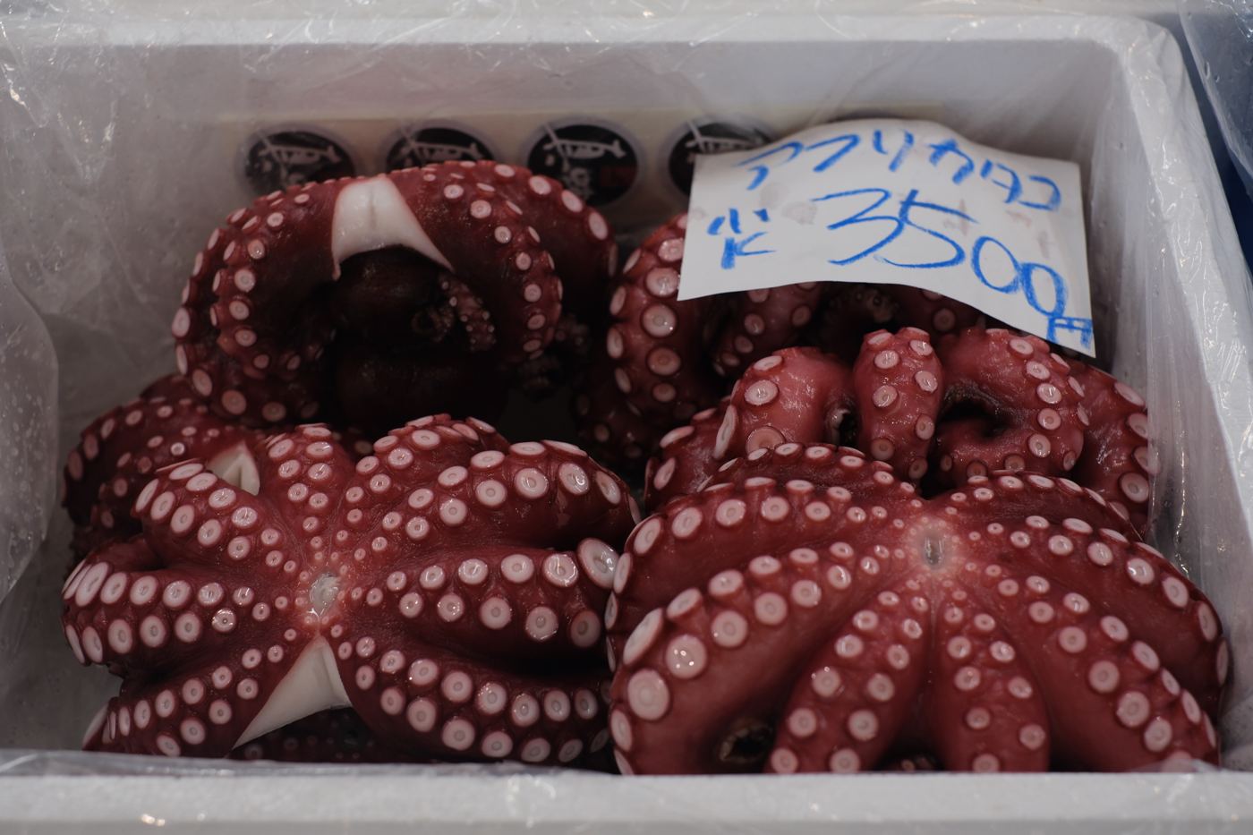 Fresh octopus at market
