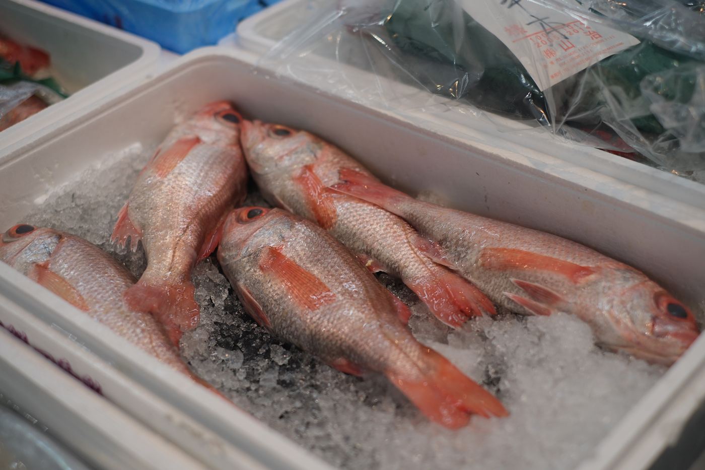 Kinki on ice