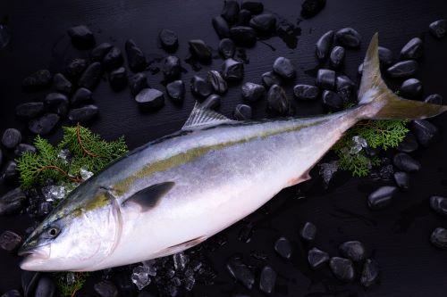 Whole premium hamachi yellowtail